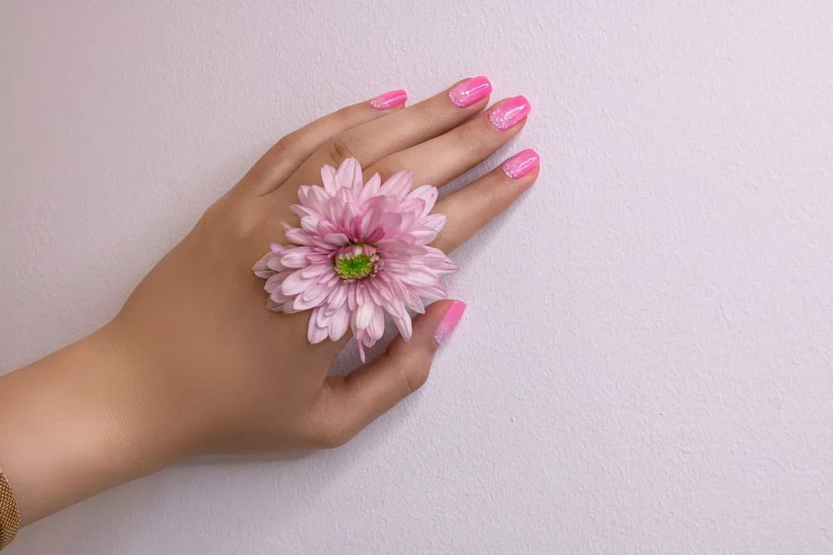 Hand holding a pink chrysanthemum, pink nails