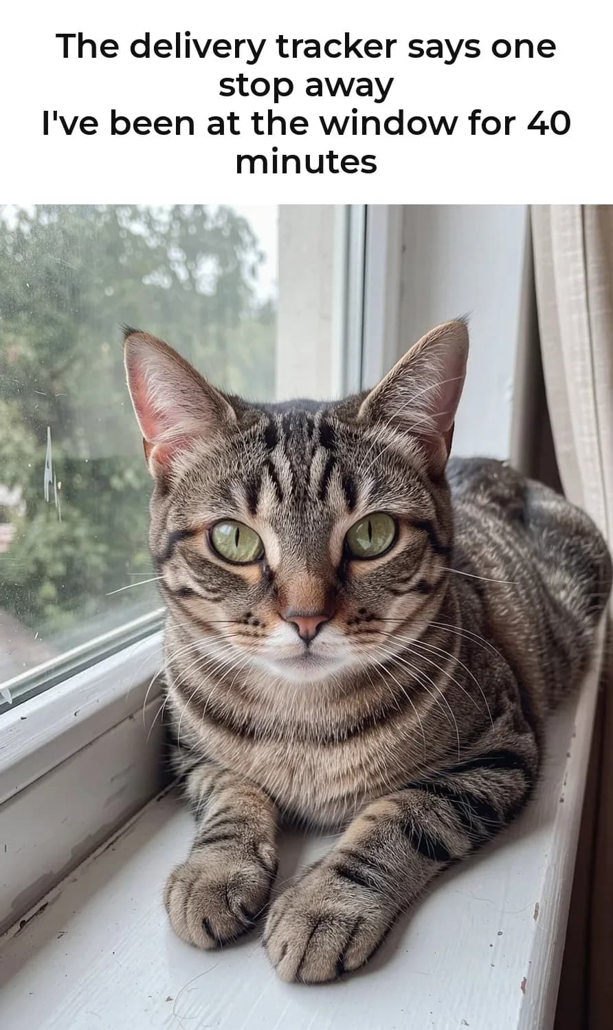 A tabby cat on a windowsill under the caption "The delivery tracker says one stop away. I've been at the window for 40 minutes"
